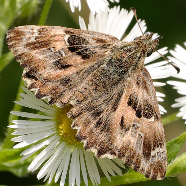 Carcharodus alceae