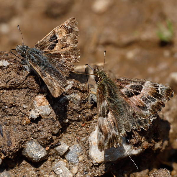 Carcharodus alceae