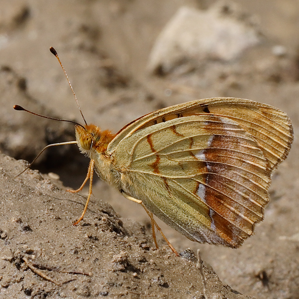 Argynnis laodice