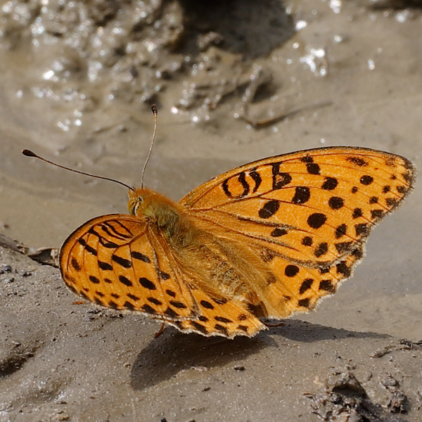 Argynnis laodice