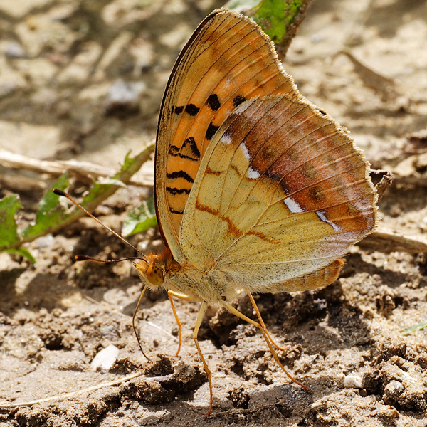 Argynnis laodice