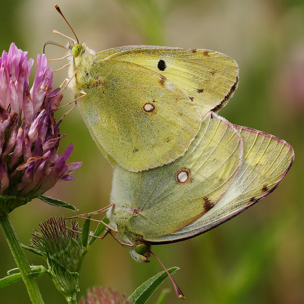 Colias erate