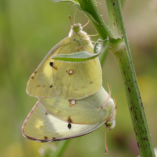 Colias erate