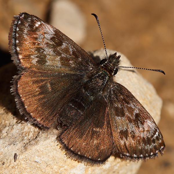 Erynnis tages