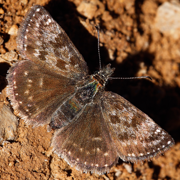 Erynnis tages