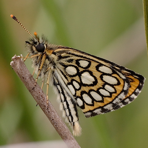 Heteropterus morpheus