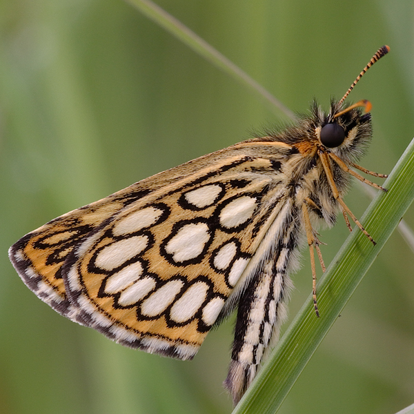 Heteropterus morpheus