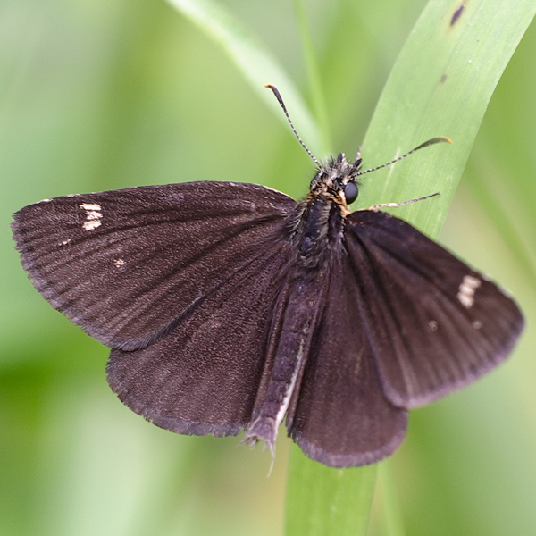 Heteropterus morpheus