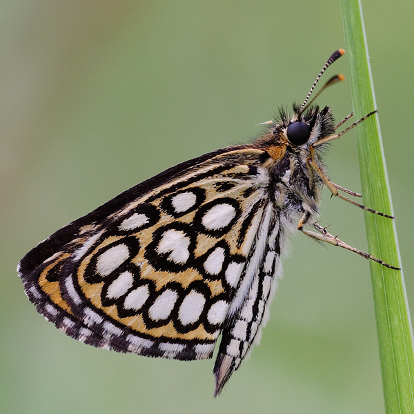 Heteropterus morpheus