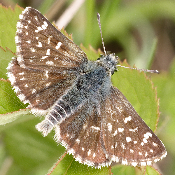 Spialia orbifer