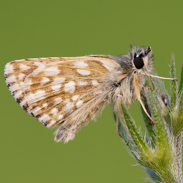 Spialia orbifer