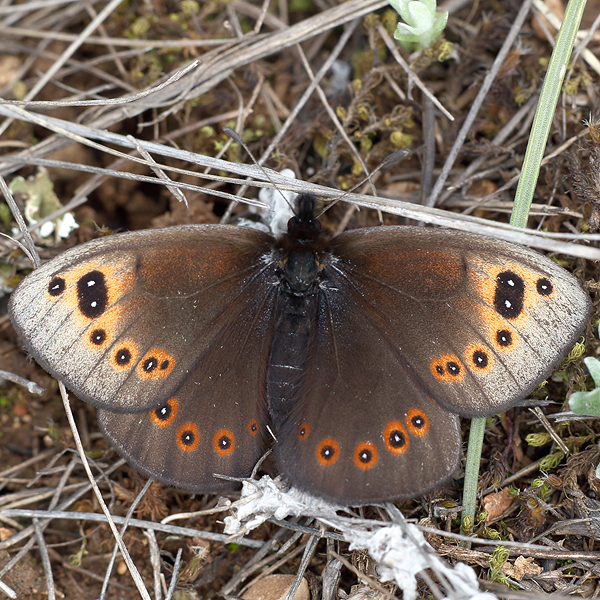 Proterebia afra dalmata