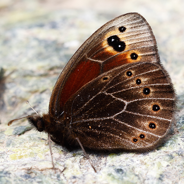 Proterebia afra dalmata