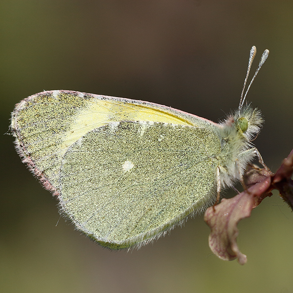 Euchloe penia