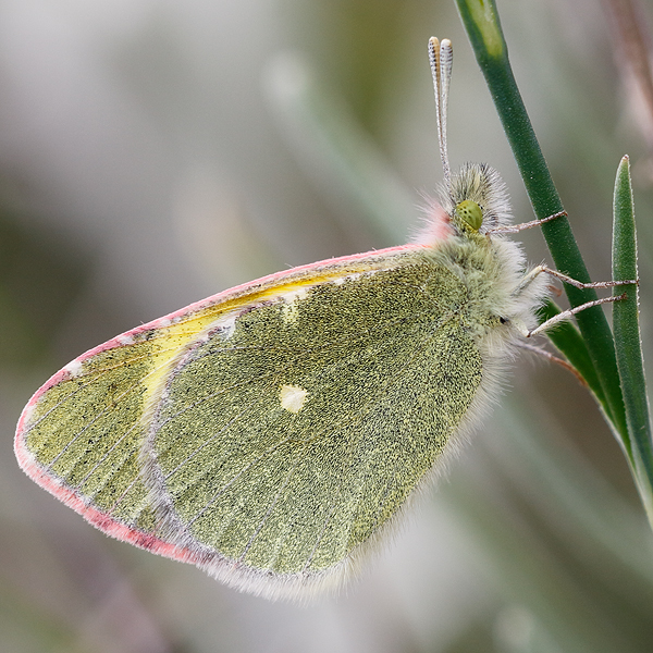 Euchloe penia