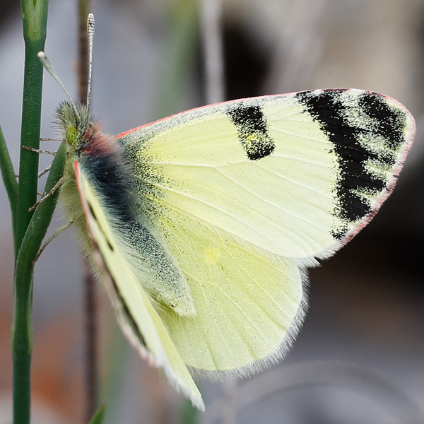 Euchloe penia