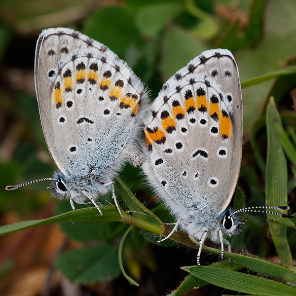 Pseudophilotes bavius