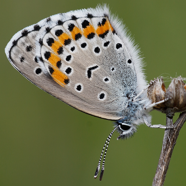 Pseudophilotes bavius