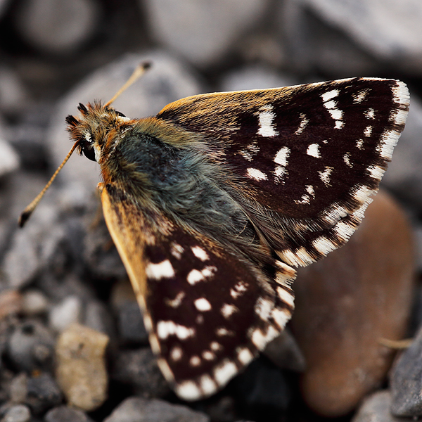 Spialia sertorius