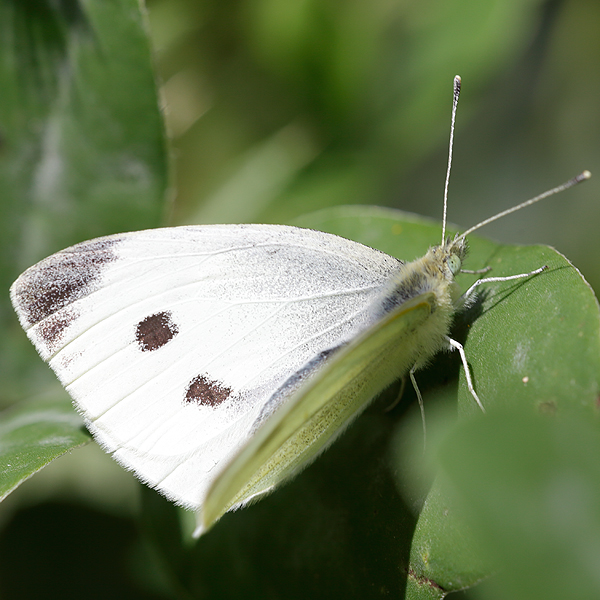 Pieris rapae