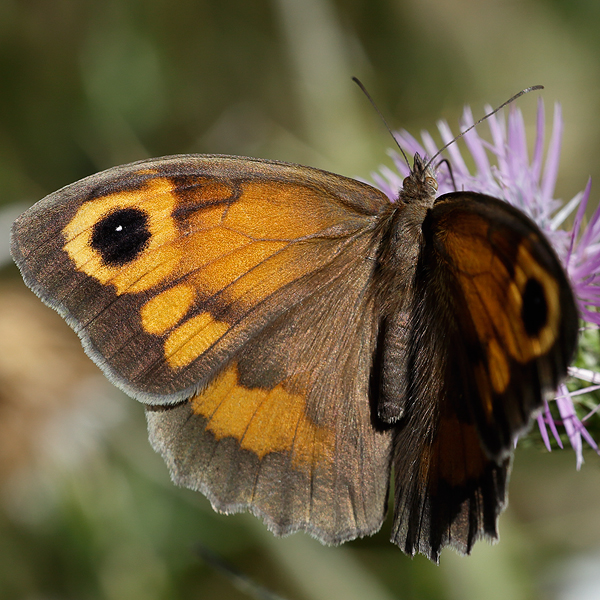 Maniola jurtina