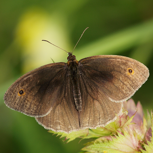 Maniola jurtina