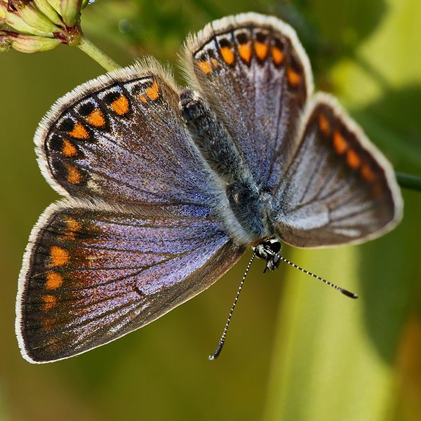 Polyommatus icarus