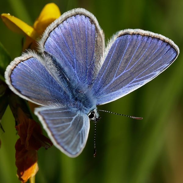 Polyommatus icarus