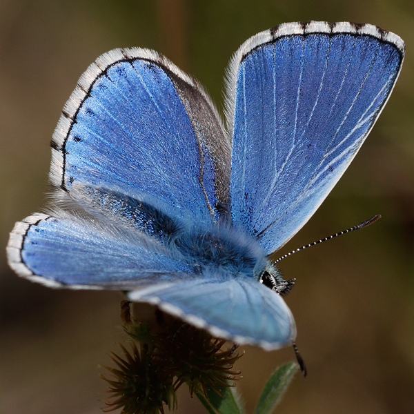 Polyommatus bellargus