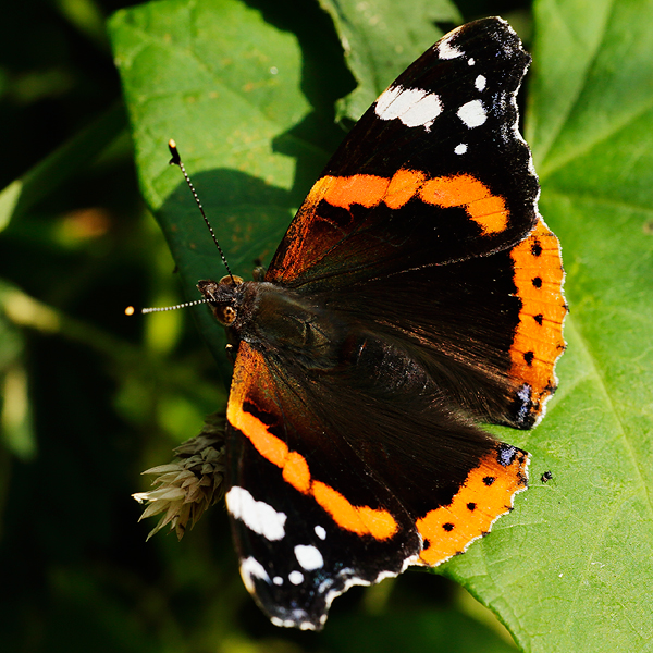 Vanessa atalanta