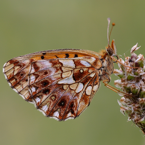 Boloria dia