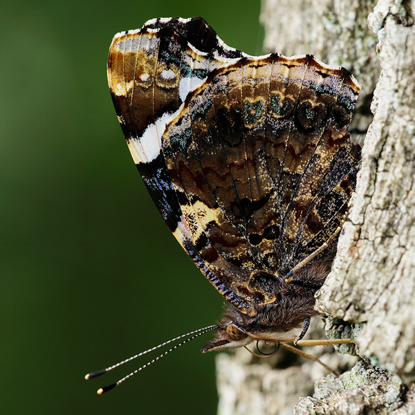 Vanessa atalanta