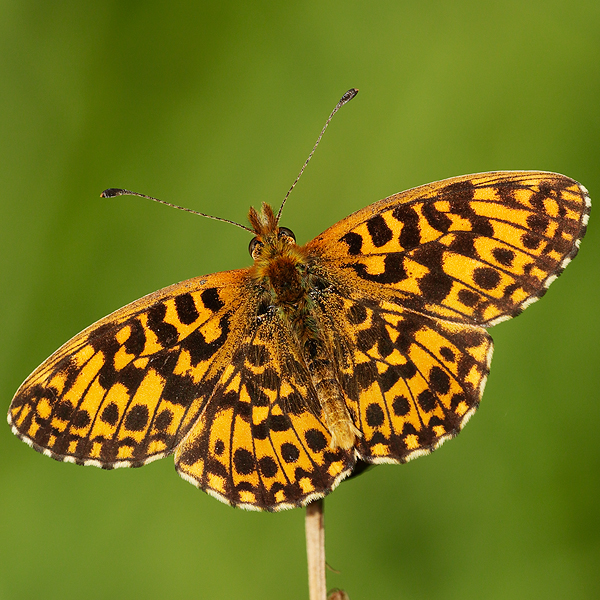 Boloria dia