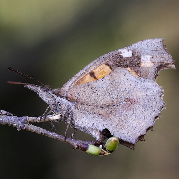 Libythea celtis