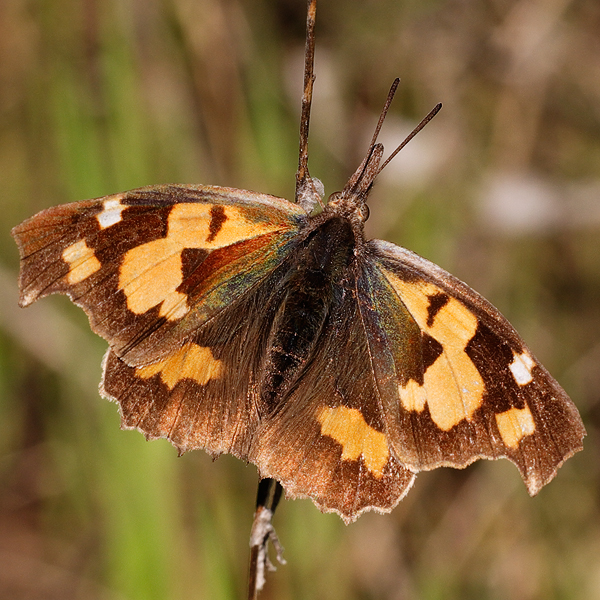 Libythea celtis