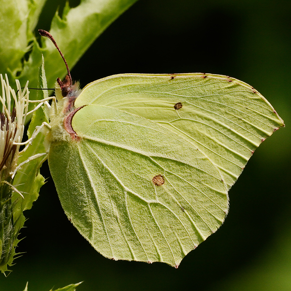 Gonepteryx rhamni