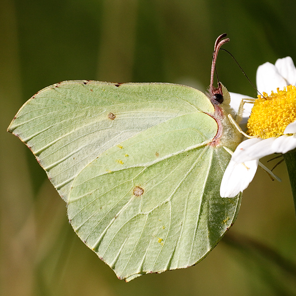 Gonepteryx rhamni