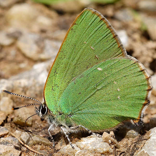 Callophrys rubi