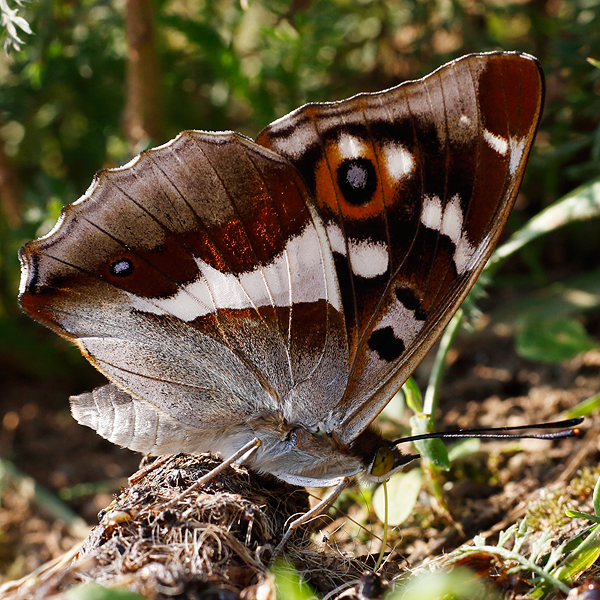 Apatura iris