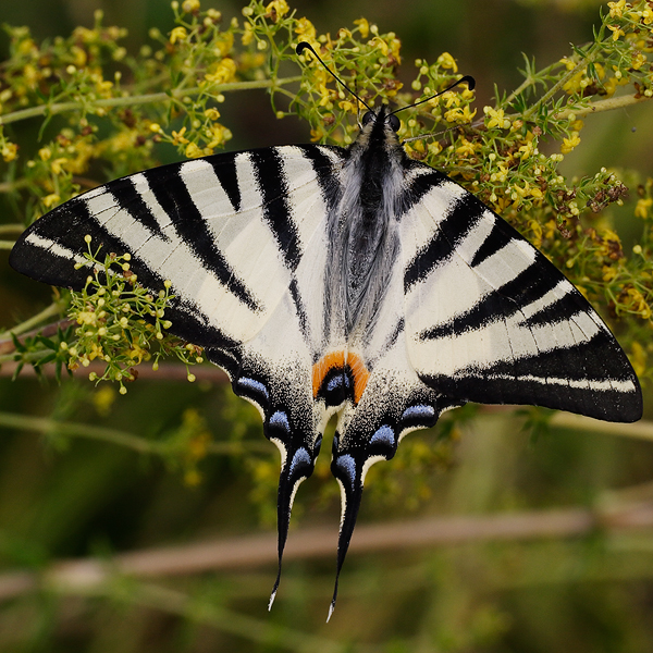 Iphiclides podalirius