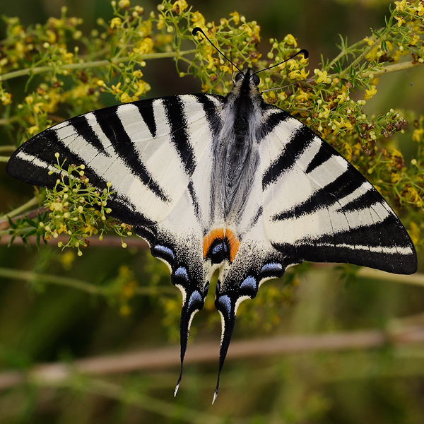 Iphiclides podalirius