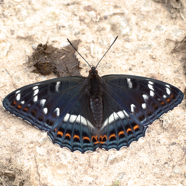 Limenitis populi