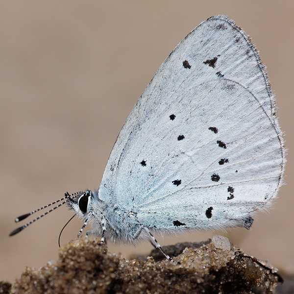 Celastrina argiolus