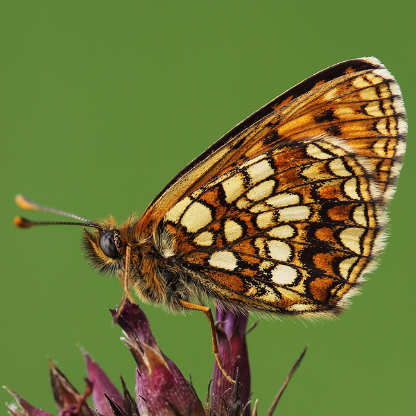 Melitaea britomartis