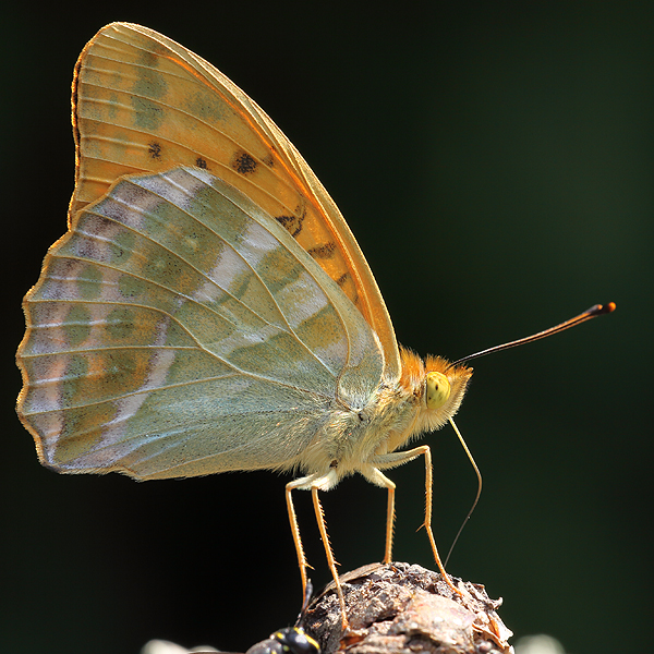 Argynnis paphia