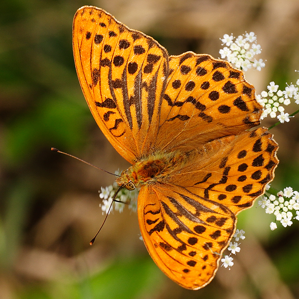 Argynnis paphia