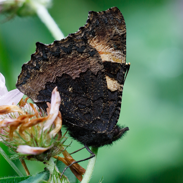 Aglais urticae