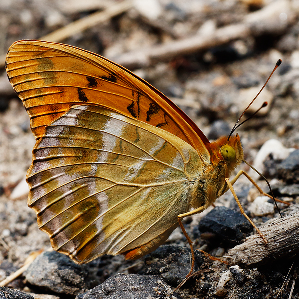 Argynnis paphia