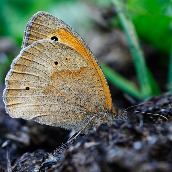 Maniola jurtina