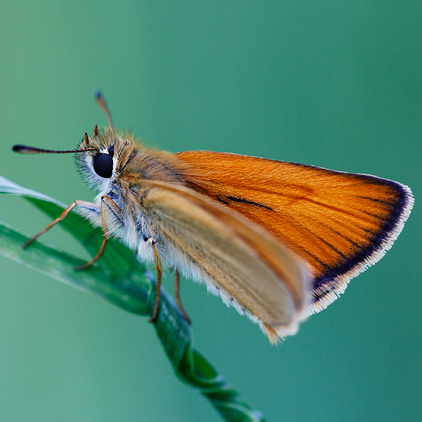 Thymelicus lineola